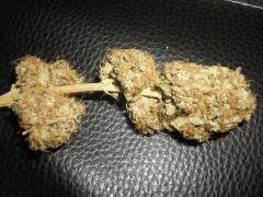 Bud 3
