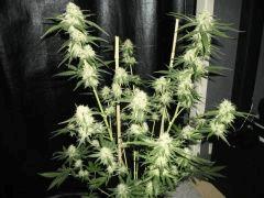 critical Flo  52