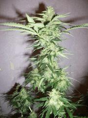 Bud skunk Flo  33