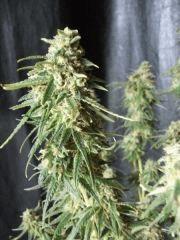 lemon Bud Flo 70