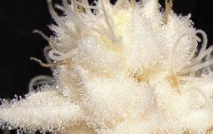 white widow ???