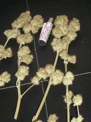 Bud 1