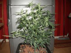 lemon Flo  4
