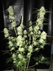 Big Bud 1 Flo  56