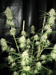 Big Bud 3 Flo  56