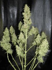 skunk Flo  74