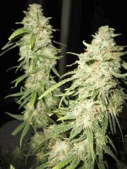 macro lemon F 70