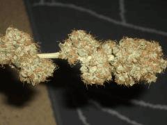 Bud 2
