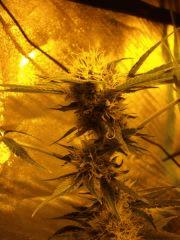 apex Big Bud Flo  42