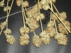 Big Bud sechage