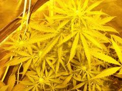 ponpon skunk F10