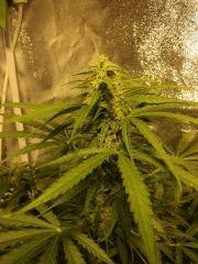 apex skunk Flo  26