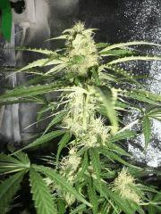 apex 2 skunk Flo  26