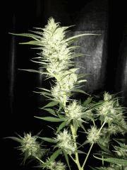 Bud éffilé F 49