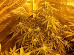 skunk 2 Flo 15