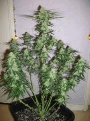 skunk Flo   33