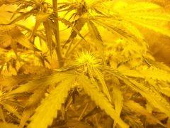 DSCF0668