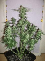 skunk 2 Flo  33