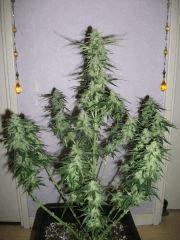 skunk Flo  36