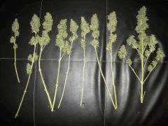 récolte skunk