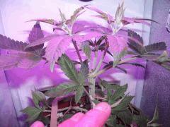 double apex bud1