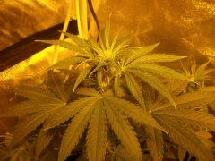 super skunk 1 Flo  4