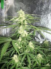 apex 3 skunk Flo  26