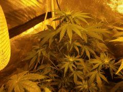 super skunk 1 Bis Flo 4