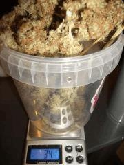 poid total Bud