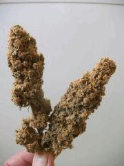 buds lemon 13 Sem