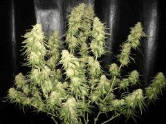 lemon Flo  70