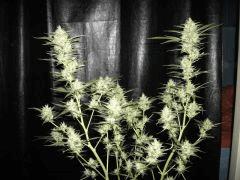 Big Bud Bis Flo  49