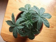 Big Bud 1 Bis Cro 26