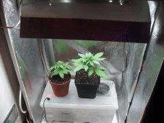 plante réflé Mdf
