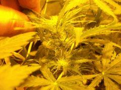 skunk Flo  10
