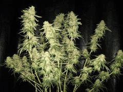 lemon3 Flo 70