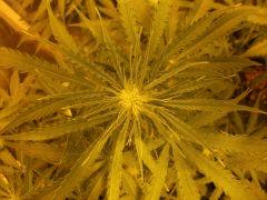 apex skunk Flo 10