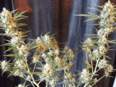 Big Bud F 49