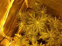 DSCF0671