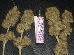 clipper Bud