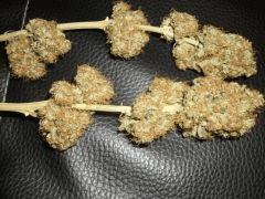 apex Big Bud Sec