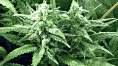 macro3 - Flo+36