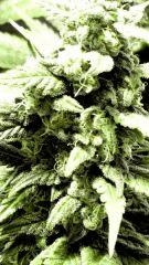 bud2 - Flo+36