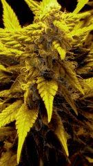 bud1 - Flo +36