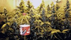 coca - Flo+36