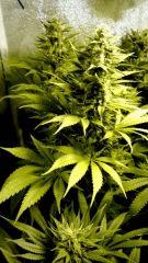 buds2 - Flo+36