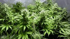 buds - Flo+36
