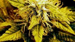 macro - Flo+36