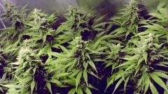 buds3 - Flo+36