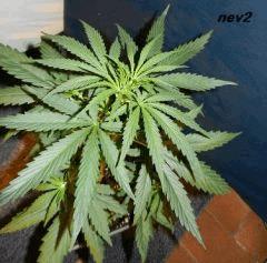 9 nev2